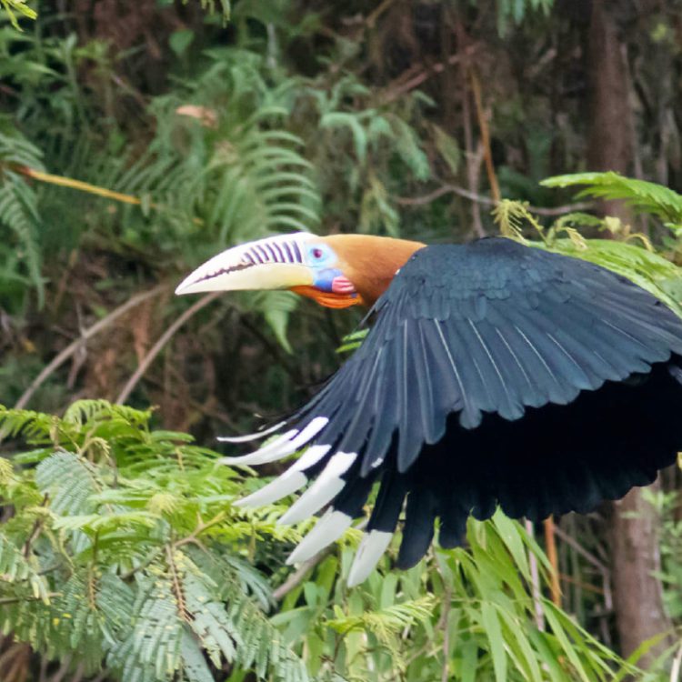 Birding in Tingtibi & Royal Manas Park
